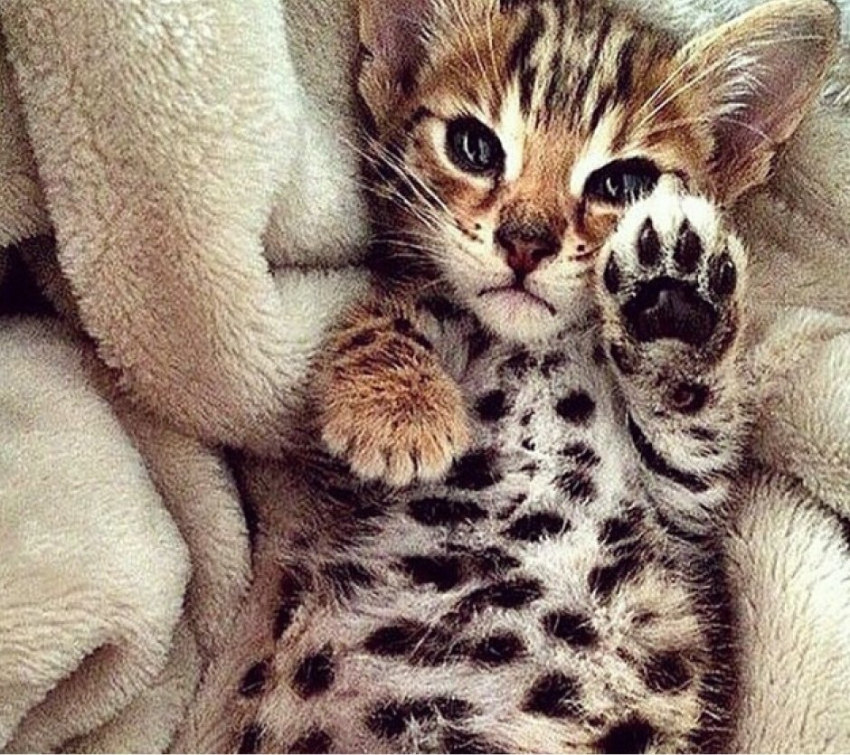 Бенгальские котята смешные