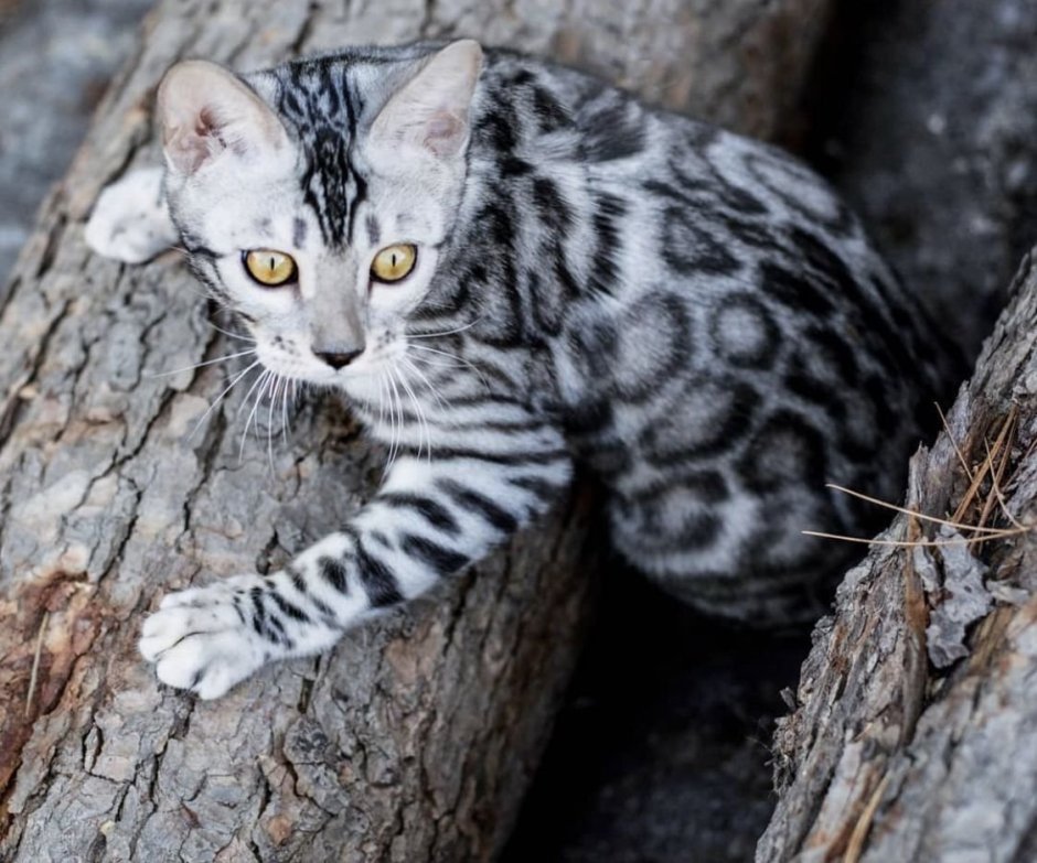 Бенгал Сильвер Линкс