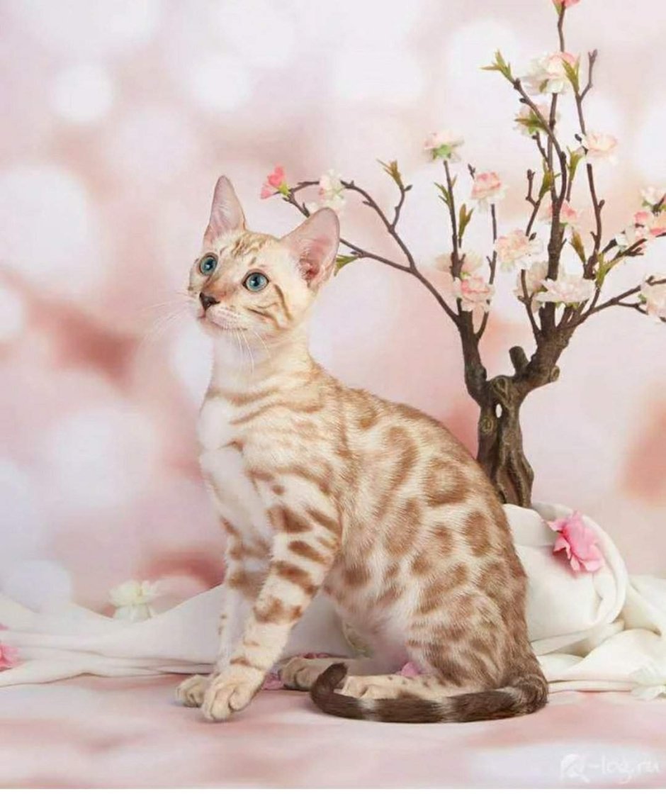 Кошка белая