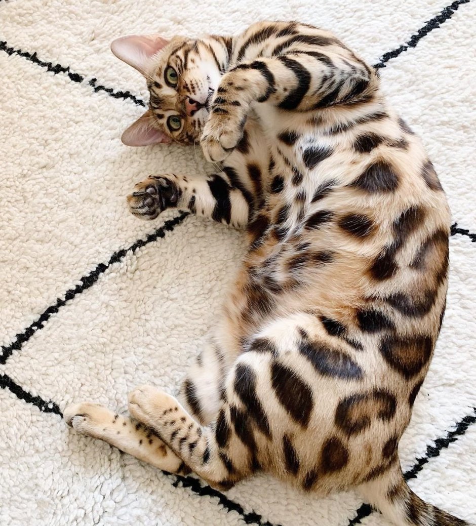 Бенгальская кошка окрас Линкс