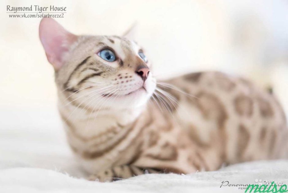 Глаза минк бенгал