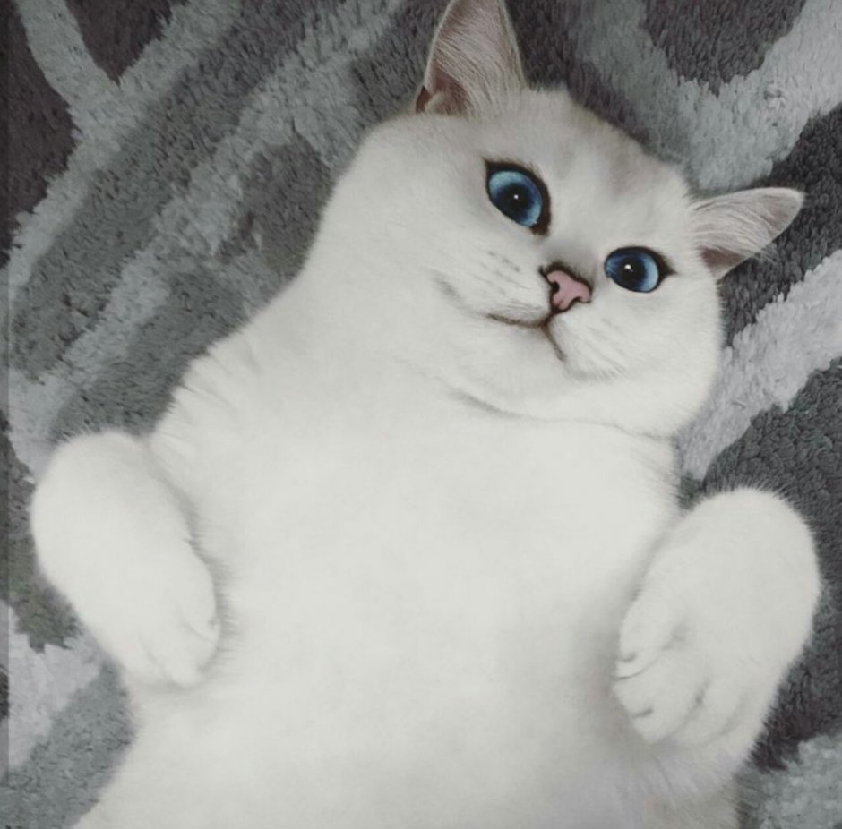 Белая кошка с голубыми глазами