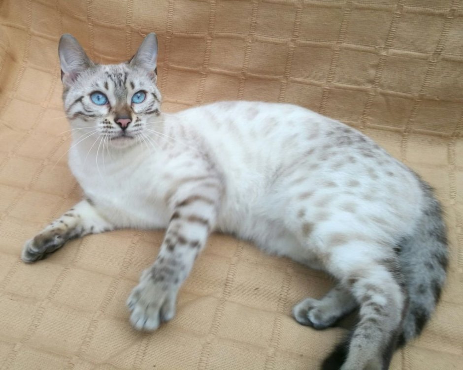 Кошки красивые необычные