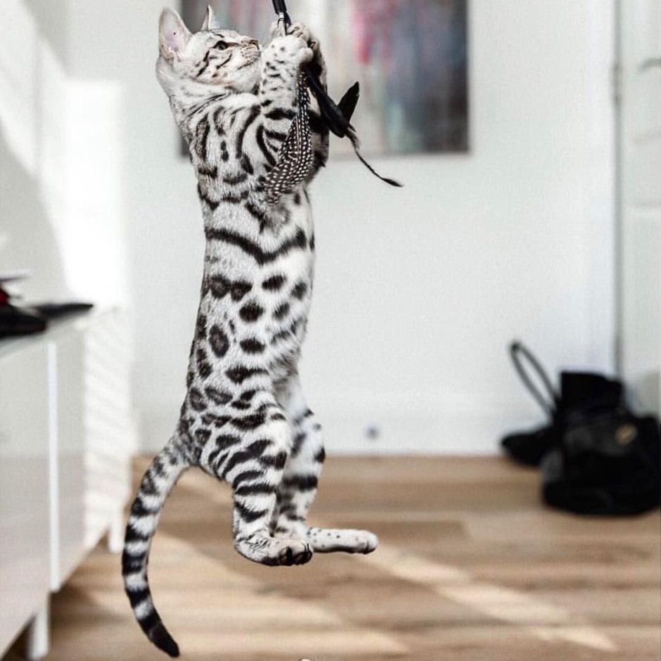 Айсан кошки