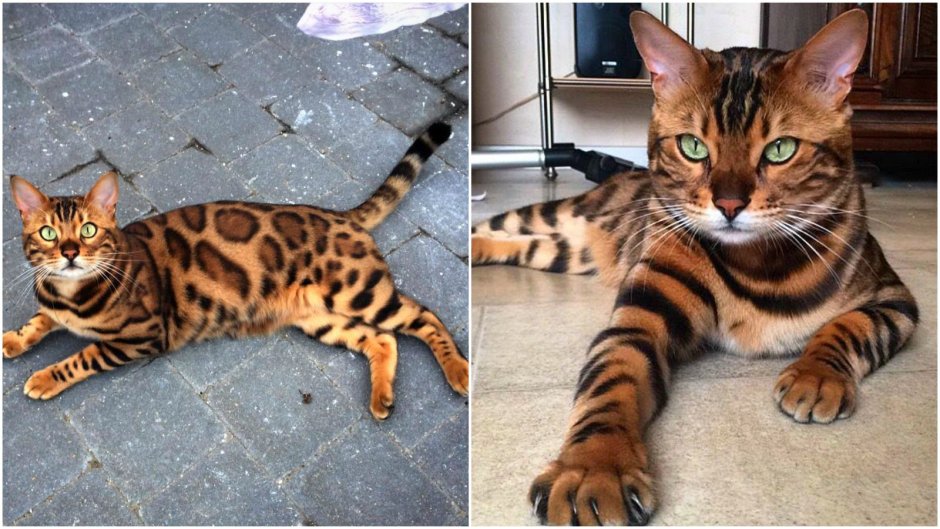 Блю табби Бенгальская кошка