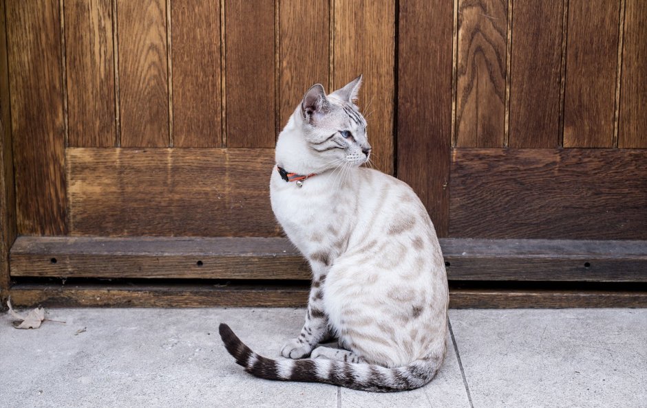 Бенгал тигровый