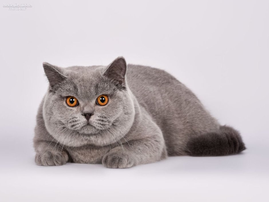 Британская дымчатая кошка