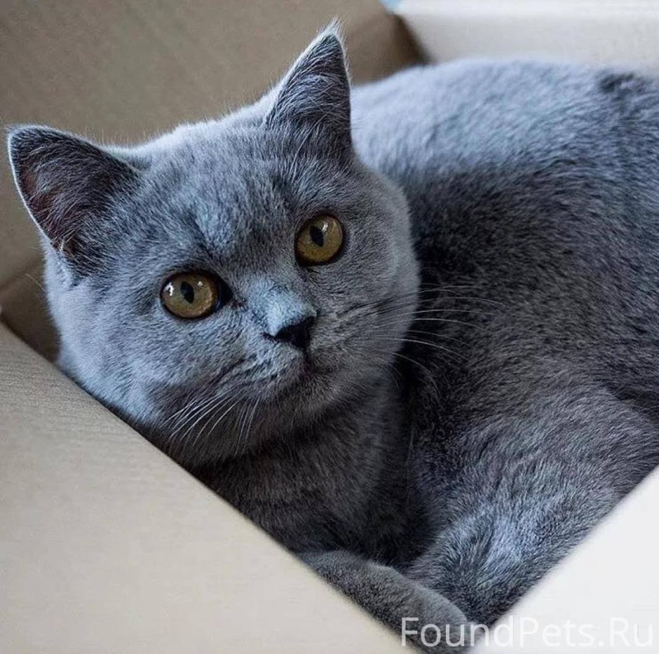 Британская дымчатая кошка