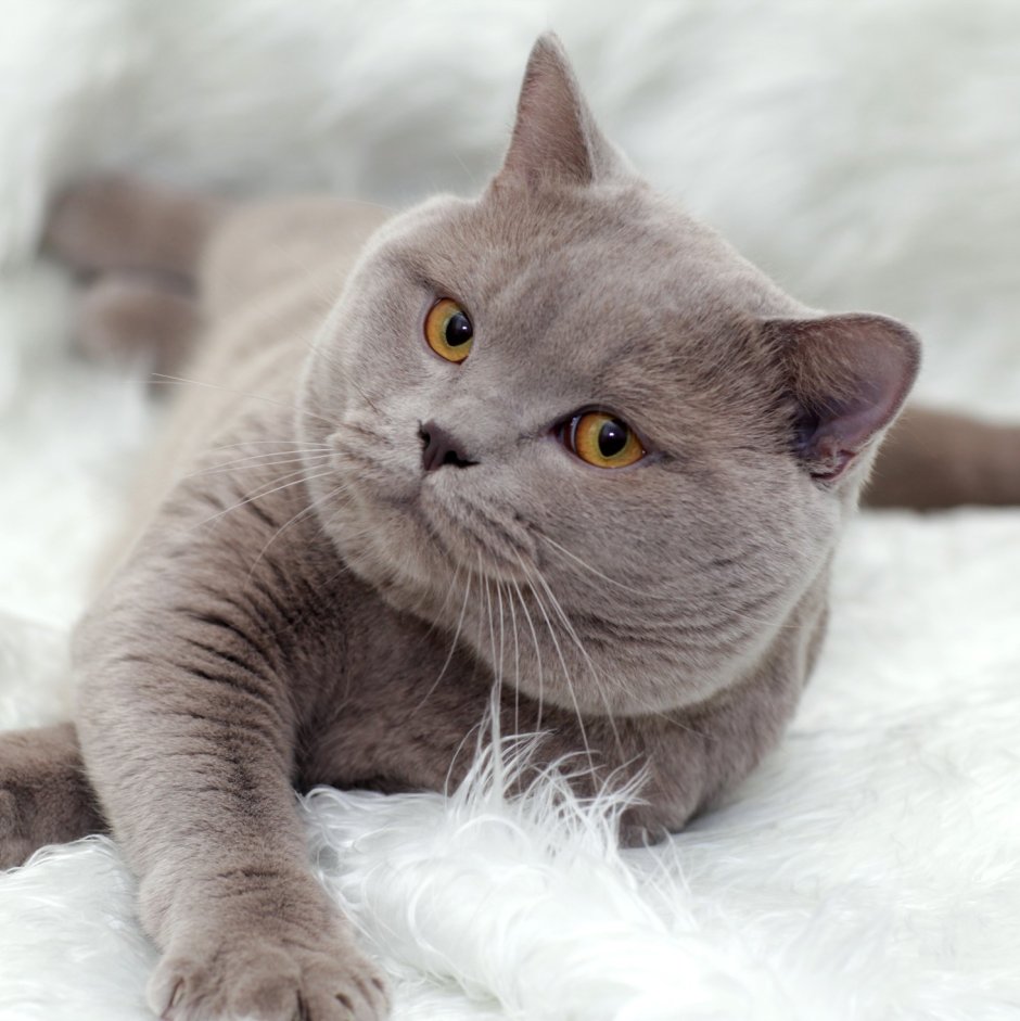 Британская короткошёрстная кошка