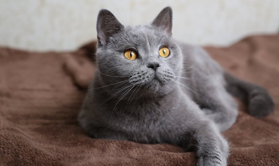 Британский короткошерстный кот серый