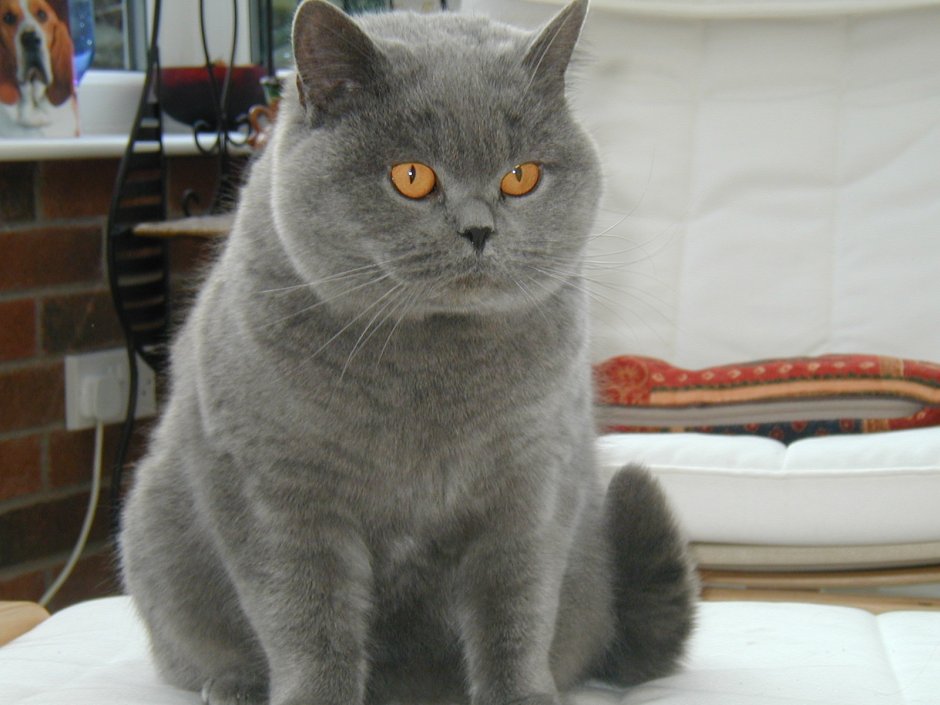 Шотландская короткошёрстная кошка прямоухая дымчатая