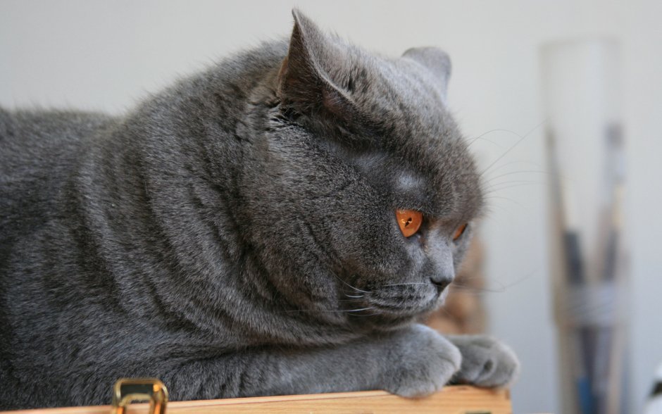 Шотландская голубая кошка прямоухая