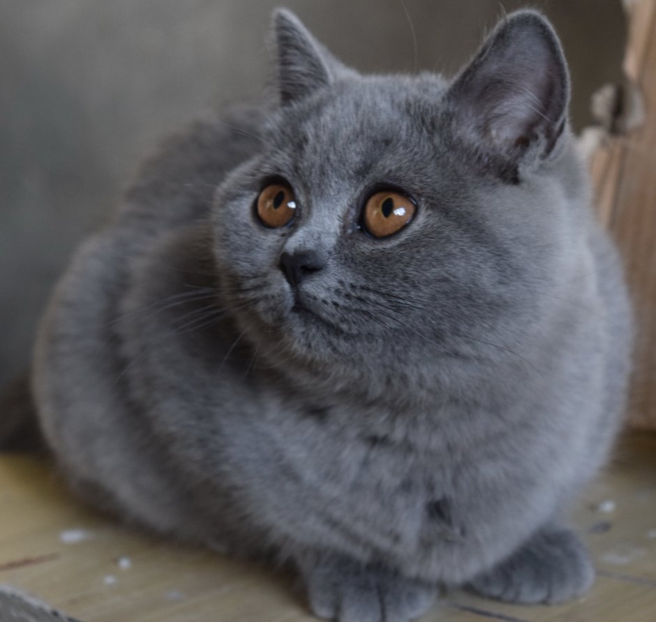 Корат шартрез Картезианская кошка