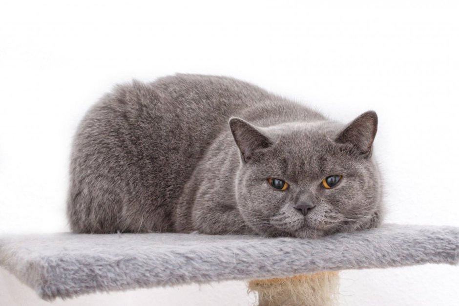 Скоттиш шартрез кошка
