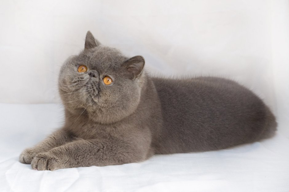 Британская кошка короткошерстная серая котенок
