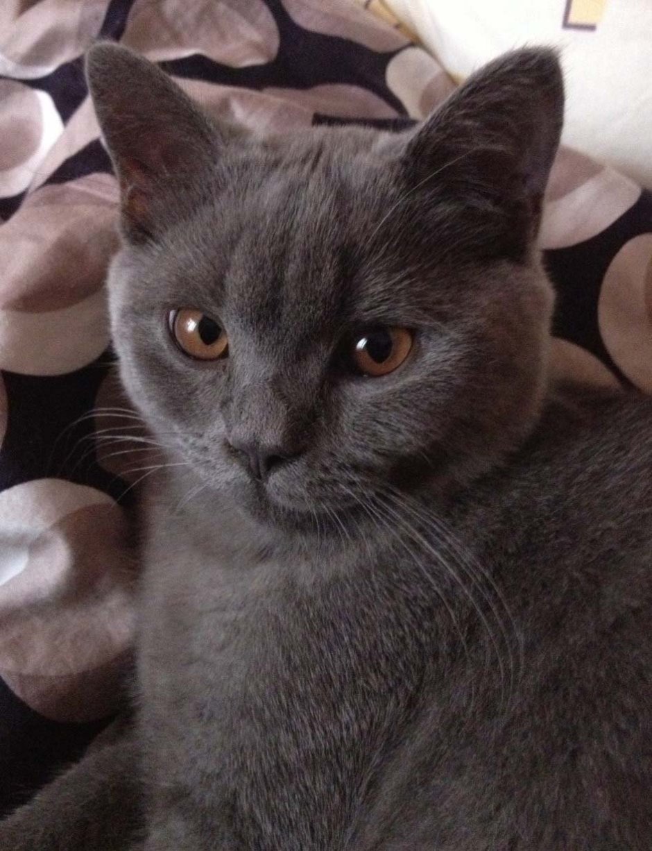 Британская кошка короткошерстная серая