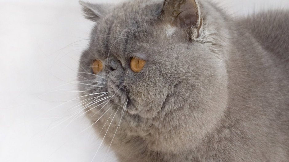 Маленькие британские котята