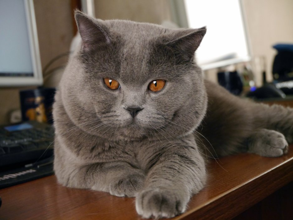 Британская кошка короткошерстная серая
