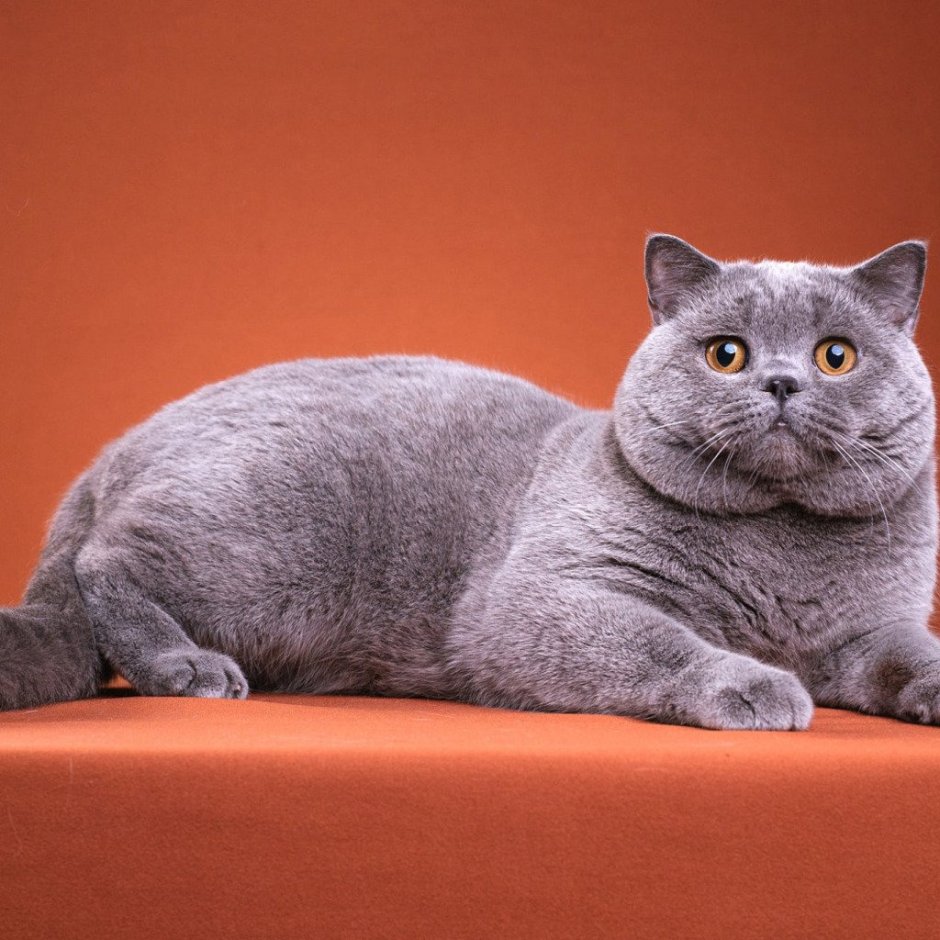 Британский короткошерстный кот дымчатый