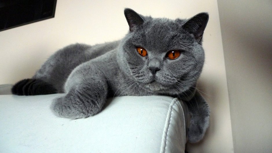 Британский прямоухий кот