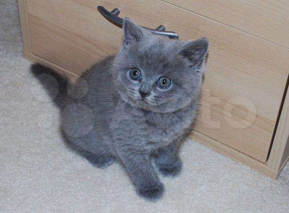 Британская дымчатая кошка