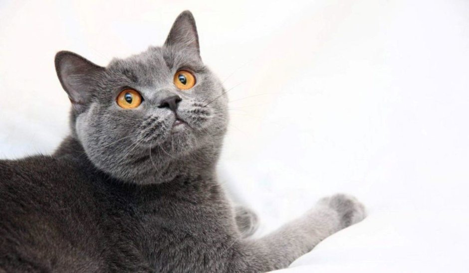Дымчатый кот британец котенок