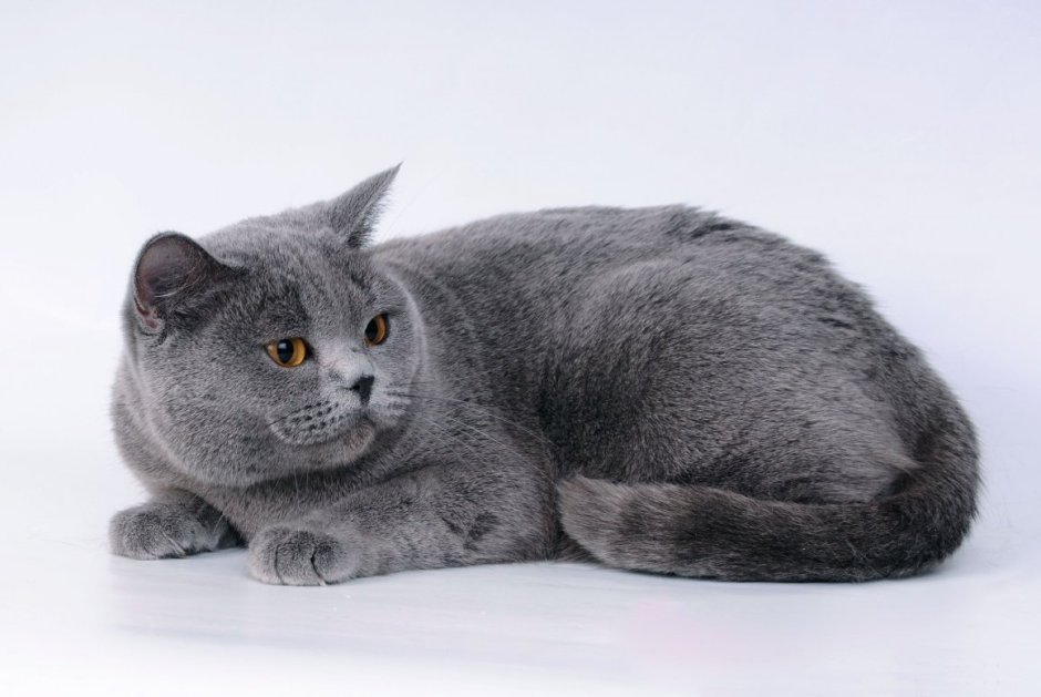 Сибирский голубая кошка короткошерстная