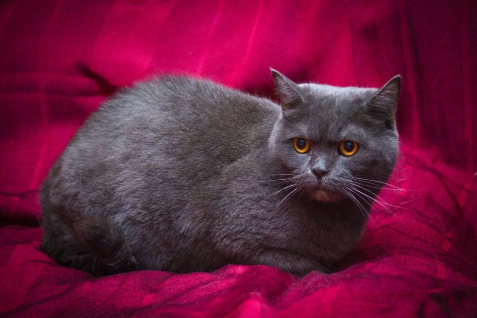 Витанская короткошёрстная кошка