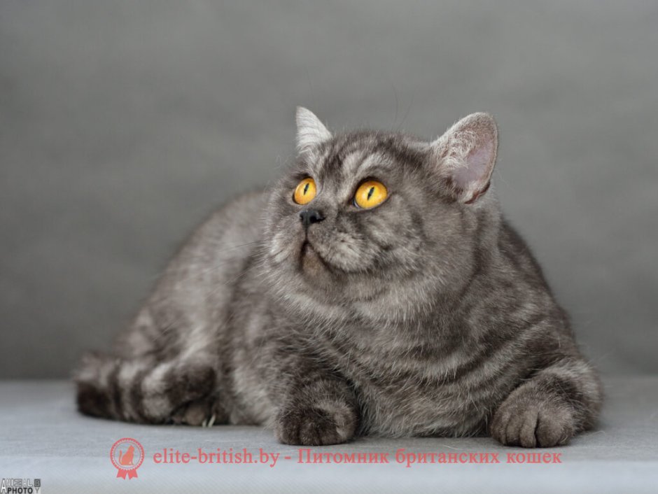Шотландский вислоухий кот дымчатый