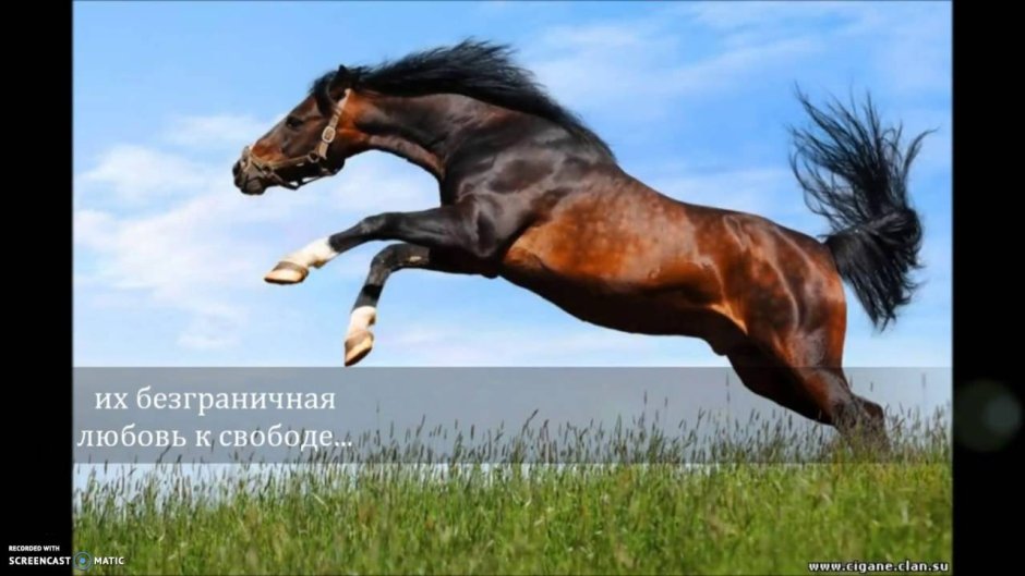 Гнедая масть арабская
