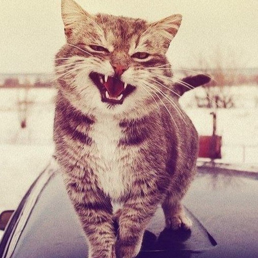 Беззубый кот