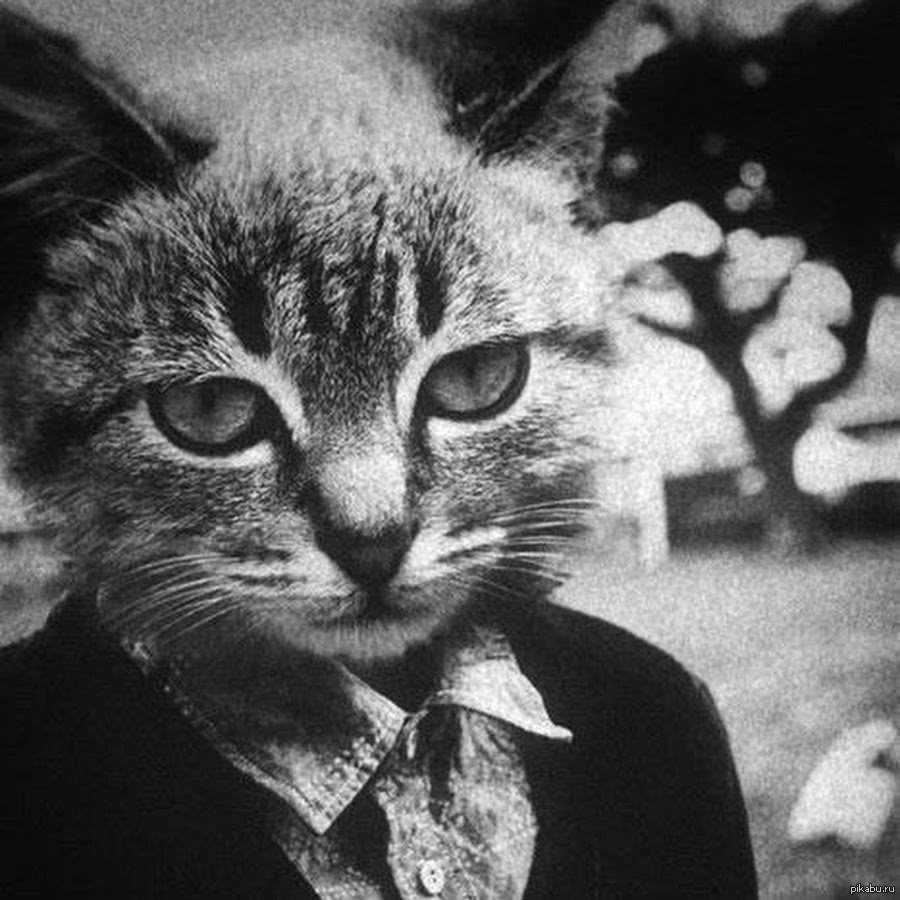 Коточеловек фото