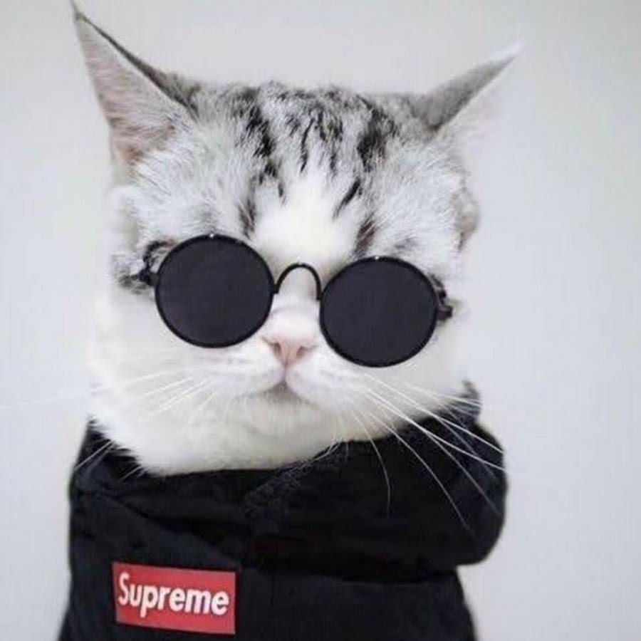 Красивая девушка с кошкой