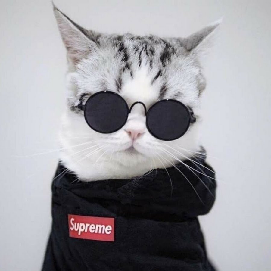 Крутые кошки