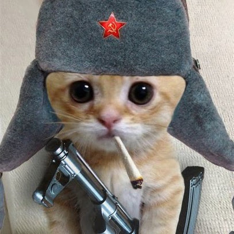 Дерзкие коты