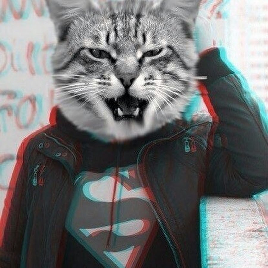 Четкие котики