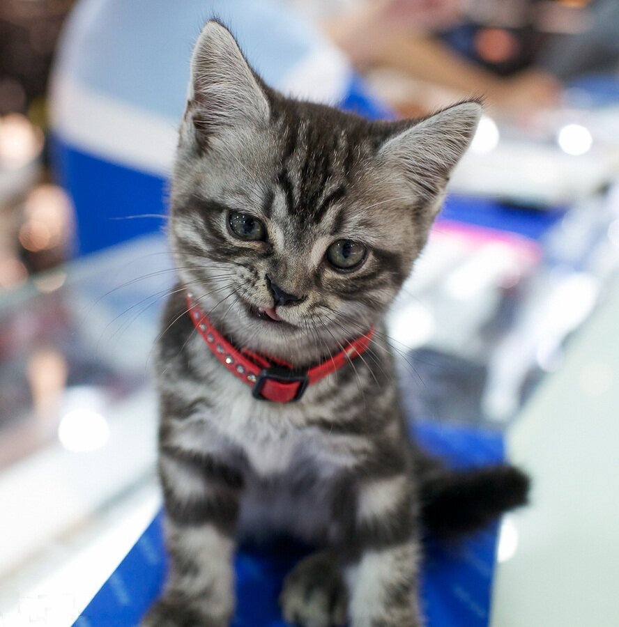 Девушка с котомом без лица