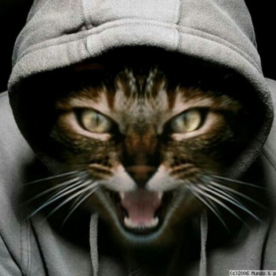 Кот в капюшоне