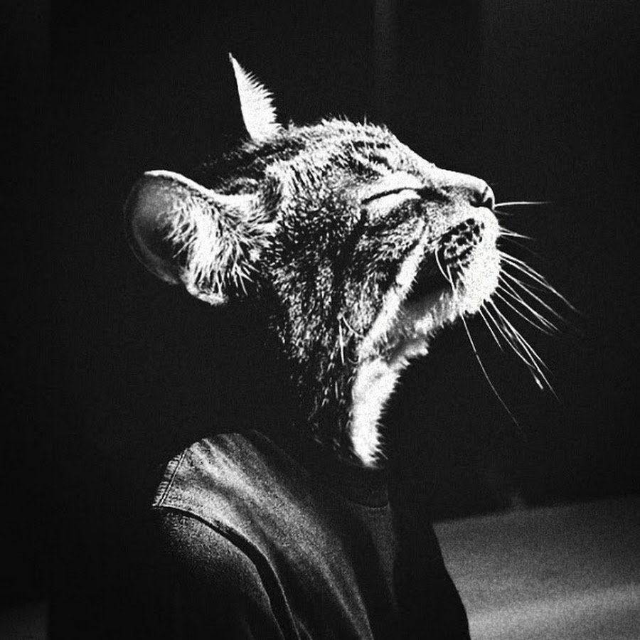 Кошка на голове у человека