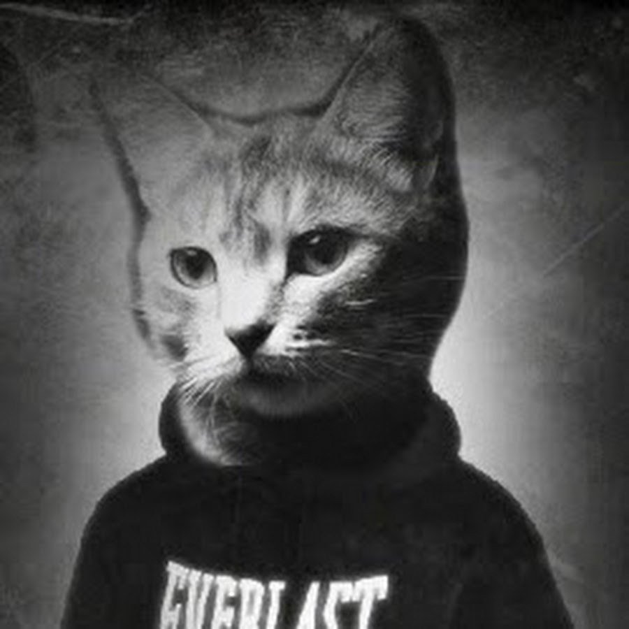 Кот в найке