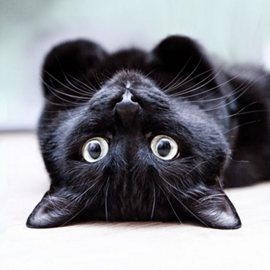 Брюнетка с черным котом