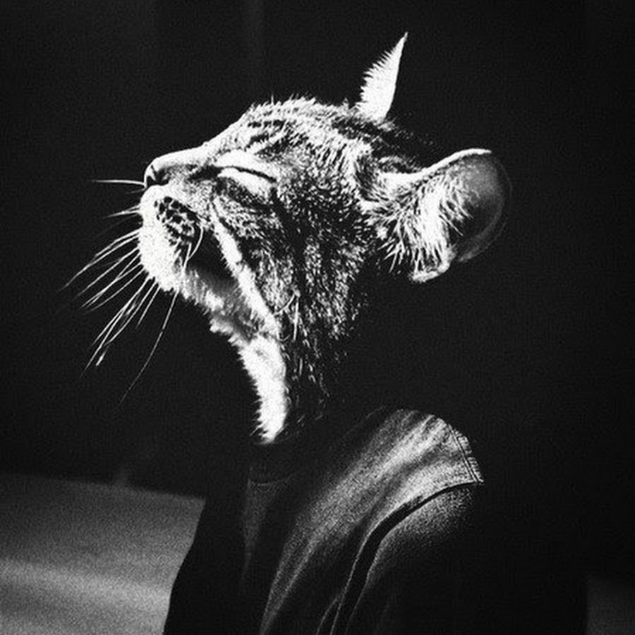 Белый кот в чёрных очках