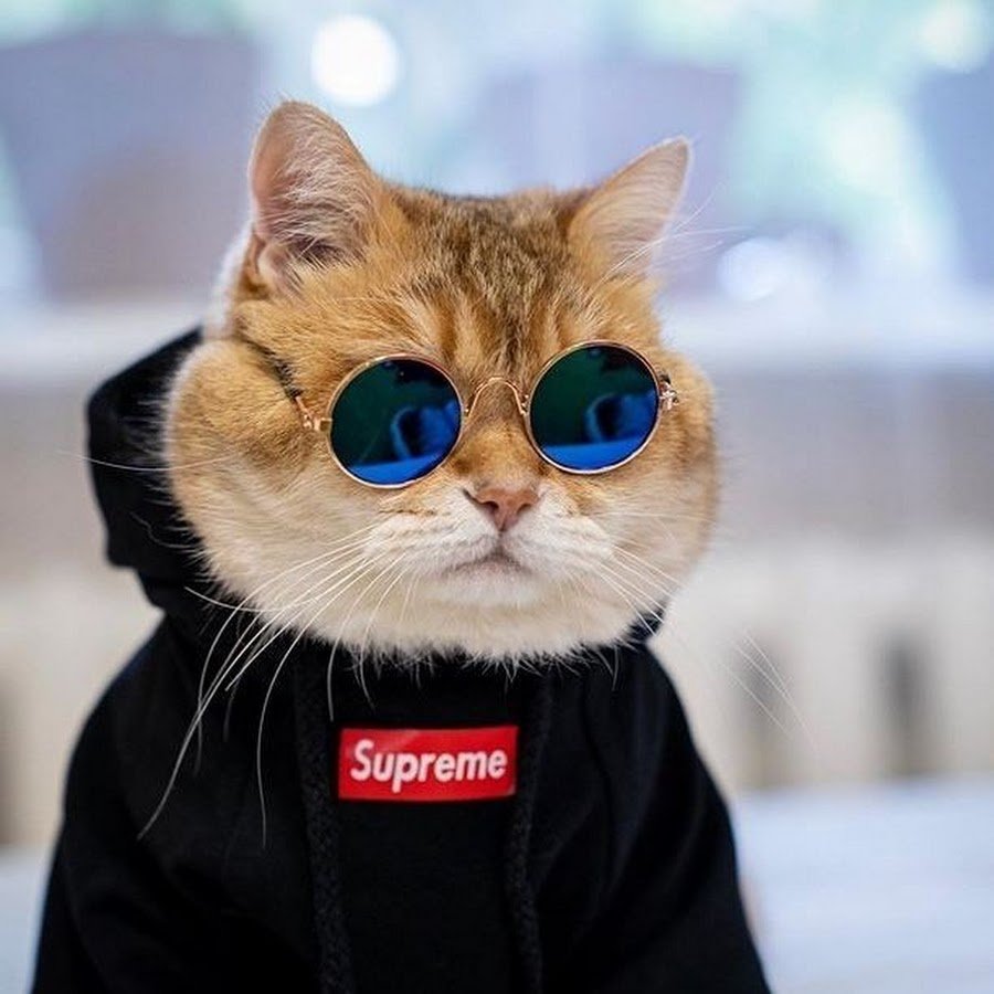 Кот в пиджаке и галстуке