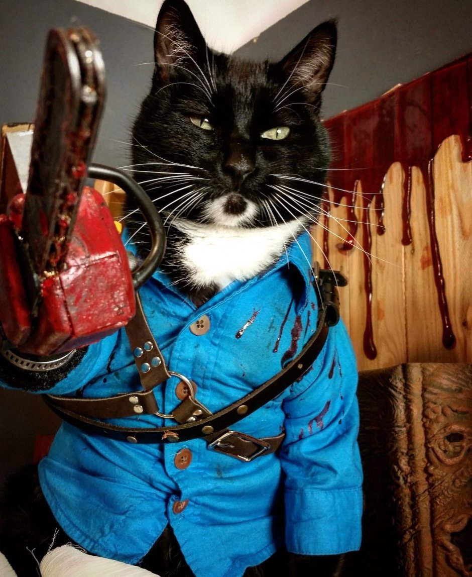 Дерзкий кот