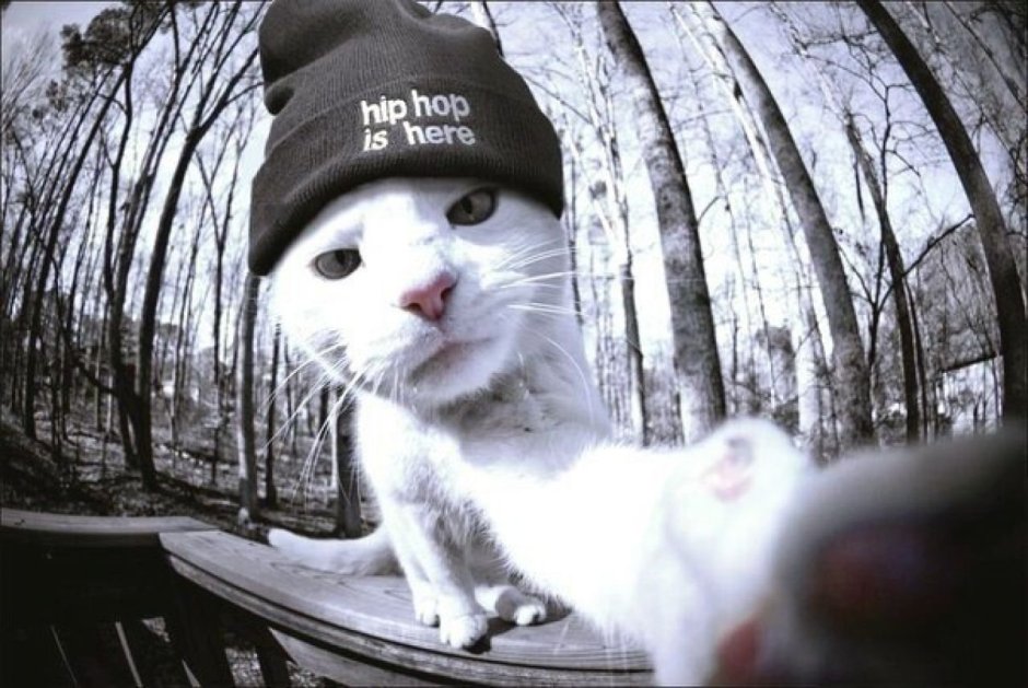 Лютый котик