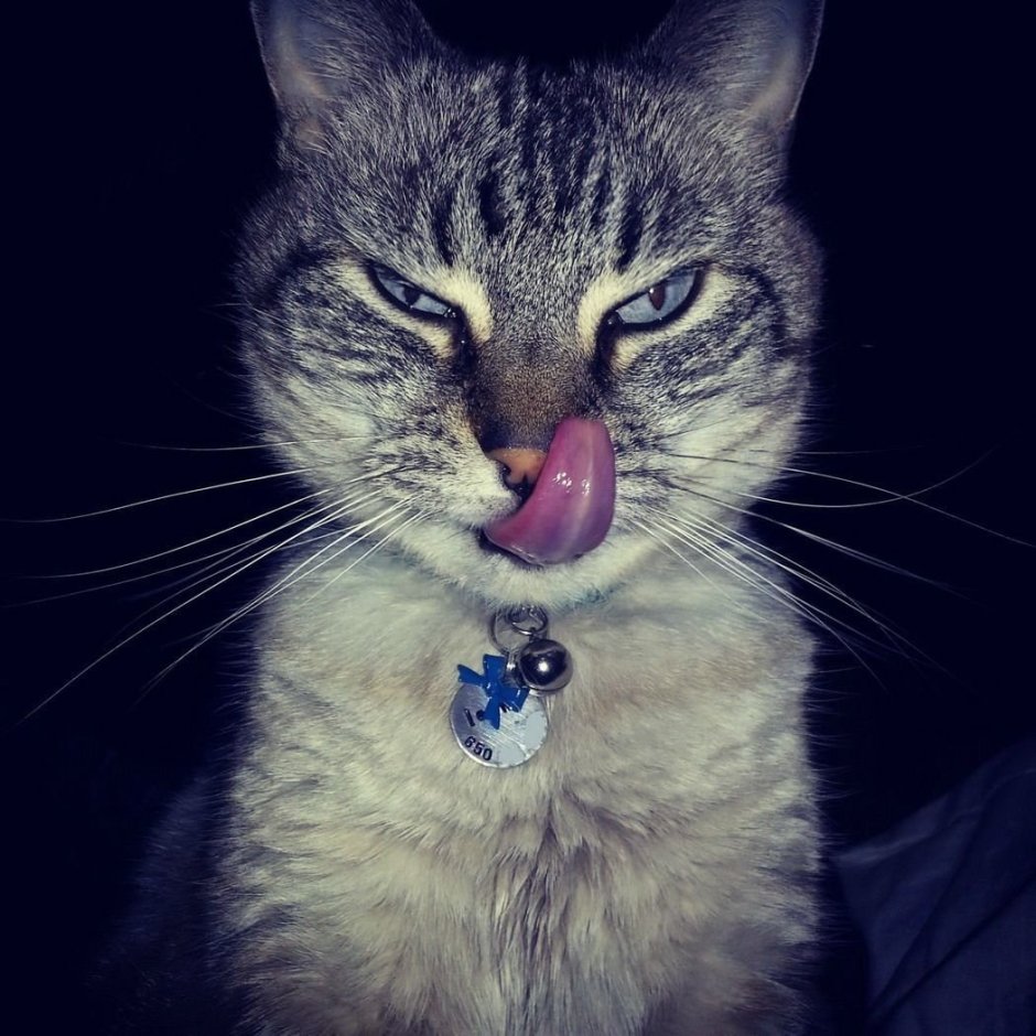 Дерзкий котик