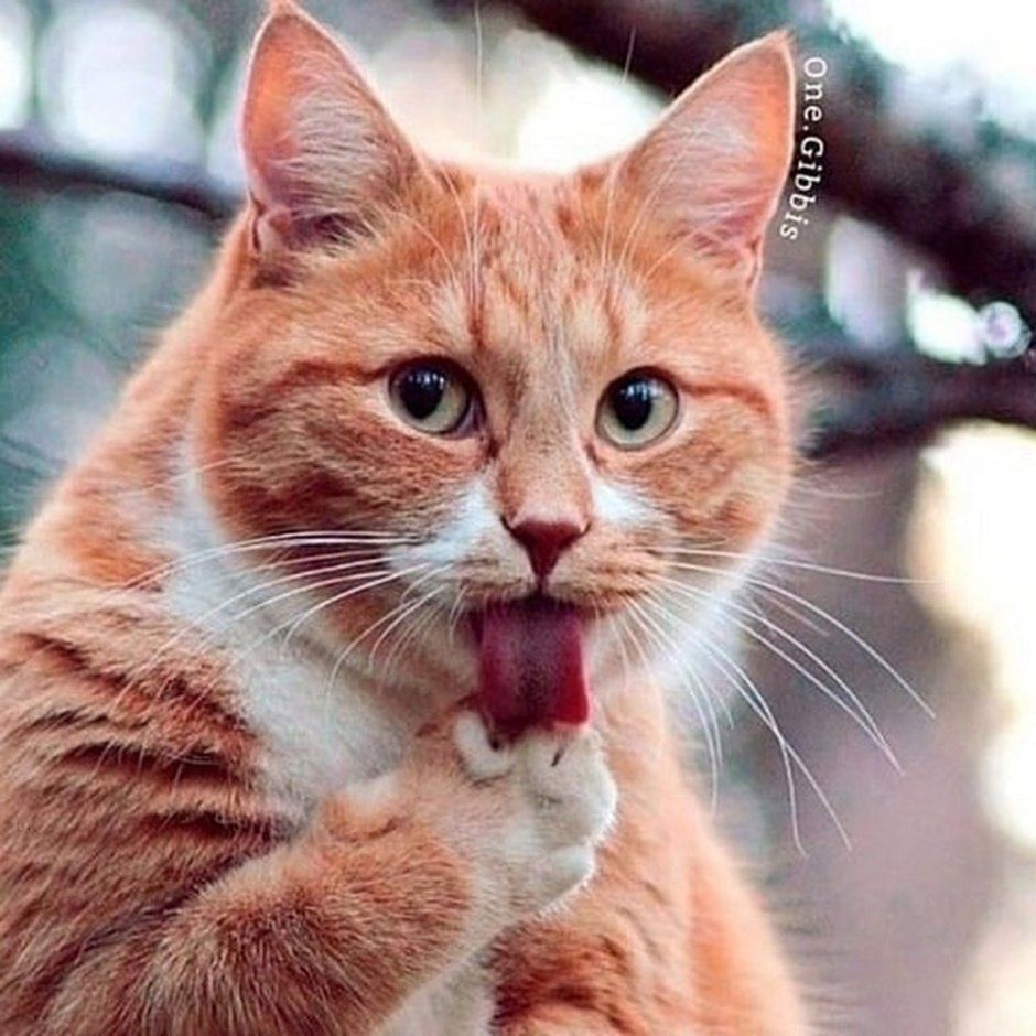 Кот ухмыляется