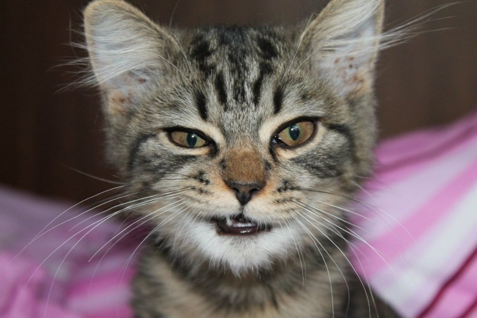 Кот выпускает когти