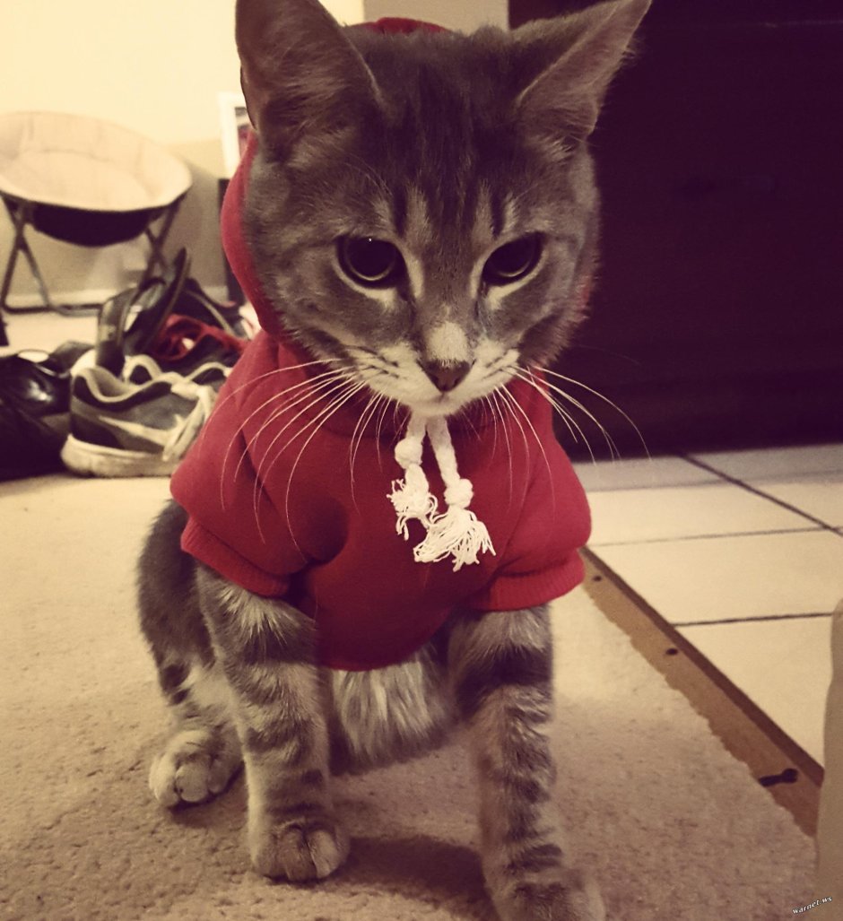 Девушка с котом