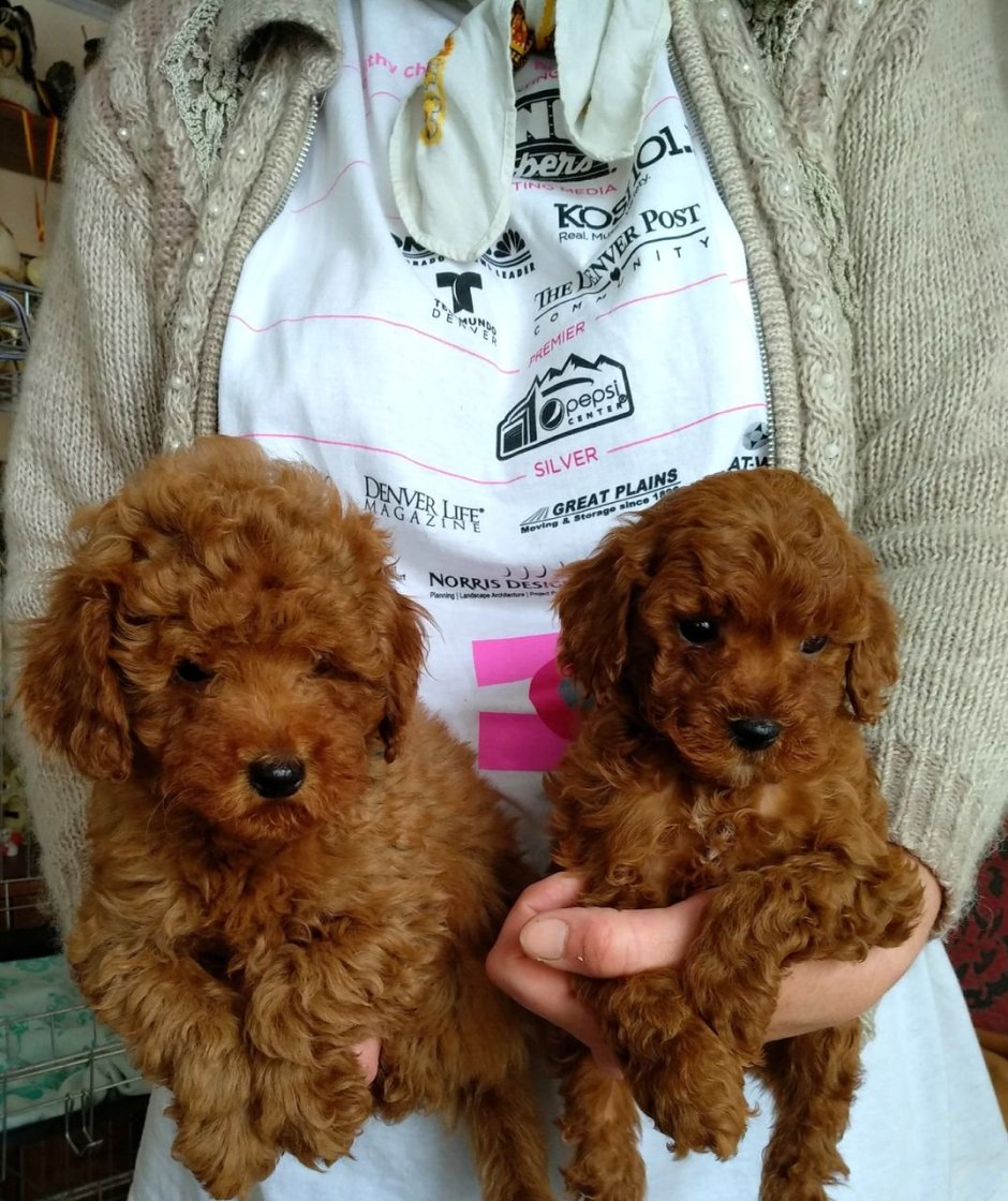 Red Toy Poodle